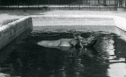 An Indian Rhinoceros in its Pool at London Zoo